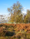 Small group of tall Silver Birch trees dressed in autumn colours Royalty Free Stock Photo