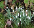 Small group of snowdrops, galanthus