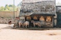 Small group of Somali wild ass in the zoo. Equus africanus somaliensis. Royalty Free Stock Photo