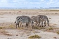 Small group of south african zebras Royalty Free Stock Photo