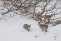 Spanish Ibex herd Royalty Free Stock Photo