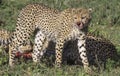 Cheetah feeding on a carcass