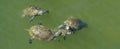 Small group of terrapins Royalty Free Stock Photo