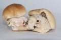Small group of three isolated porcini mushrooms, steinpilz Royalty Free Stock Photo