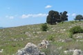 Small group of trees of the hill Royalty Free Stock Photo