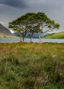 Group of interesting trees on lake shoreline with dark cloudy sky. Taken at Crummock Water in the English Lake District.