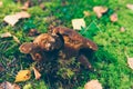 Small group of Velvet roll-rim mushrooms