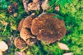 Small group of Velvet roll-rim mushrooms