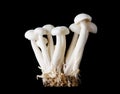 Small Group of White Beech Mushrooms On Black Background