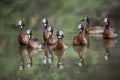 White faced Whistling-Duck in Kruger National park, South Africah Royalty Free Stock Photo