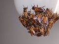 Small group of wild bees on white LED bulb Royalty Free Stock Photo