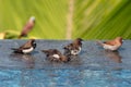 Brown & Black birds with white bellies splashing in the water
