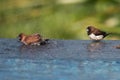 Brown & Black birds with white bellies splashing in the water Royalty Free Stock Photo