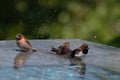 Brown & Black birds with white bellies splashing in the water