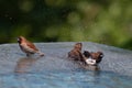 Brown & Black birds with white bellies splashing in the water