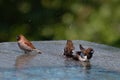 Brown & Black birds with white bellies splashing in the water