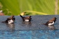 Brown & Black birds with white bellies splashing in the water Royalty Free Stock Photo