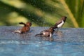 Brown & Black birds with white bellies splashing in the water Royalty Free Stock Photo