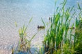 A small group of wild ducks swims in a pond among the reeds on a sunny summer day Royalty Free Stock Photo