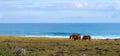 Small group of wild horses graze in a meadow next to the beautiful Pacific Ocean Royalty Free Stock Photo