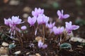 a small group of wild purple cyclamens Royalty Free Stock Photo
