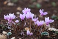 a small group of wild purple cyclamens Royalty Free Stock Photo