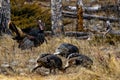 Small group of wild turkeys foraging in the meadow. Royalty Free Stock Photo