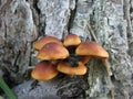 Small group of winter mushrooms