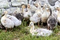 A small group of yellow and gray domestic ducks sit and stand on the green grass near a stone fence. Close up. Royalty Free Stock Photo