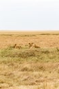 A small group of young lionesses in the savannah of the Masai Mara. Kenya, Africa Royalty Free Stock Photo