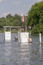 A small group of young men swimming in the river on the Royal Regatta race course