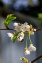 Small grouping of cherry blooms near house roof line Royalty Free Stock Photo