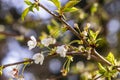 Small grouping of white cherry blossoms Royalty Free Stock Photo