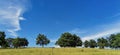 Small groups of oak trees under the blue slightly cloudy sky on a hilltop meadow