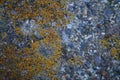 Orange lichen on concrete