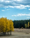 Small Grove of Aspen Trees in Field Royalty Free Stock Photo