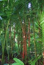 A small grove of red Bamboo growing in a rainforest in Papaikou, Hawaii Royalty Free Stock Photo