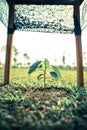 Small growing gardening farm fruit plant tree crop with frame for support