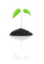 Small growing green plant isolated