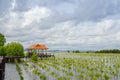 Small growing mangrove in thailand againt a wooden pavilion