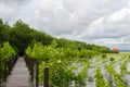 Small growing mangrove in thailand againt a wooden pavilion