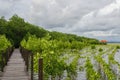 Small growing mangrove in thailand againt a wooden pavilion