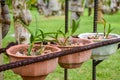 Small growing orchid flowers in the pot Royalty Free Stock Photo