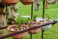 Small growing orchid flowers in the pots at the garden Royalty Free Stock Photo