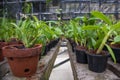 Small growing orchid seedlings in the pots garden in the glasshouse Royalty Free Stock Photo