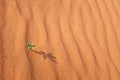 A small growing plant on a hot rippled desert sand