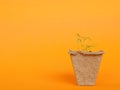 Small growing plant in a peat pot on orange background with copy Royalty Free Stock Photo