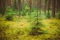 Small growing spruce fir tree in coniferous forest Royalty Free Stock Photo