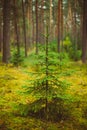 Small growing spruce fir tree in coniferous forest Royalty Free Stock Photo