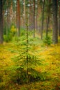 Small growing spruce fir tree in coniferous forest Royalty Free Stock Photo